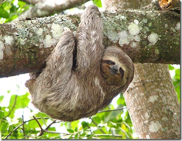 Smiling Sloth hanging from a tree Smiling Sloth hanging from a tree