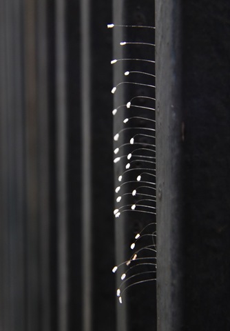 [Lacewings[15].jpg]