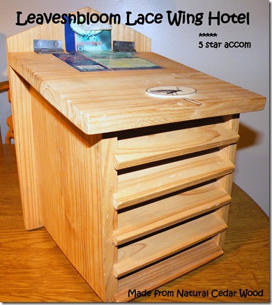 leavesnbloom lacewing hotel leavesnbloom lacewing hotel