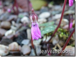 Cyclamen Coum 2