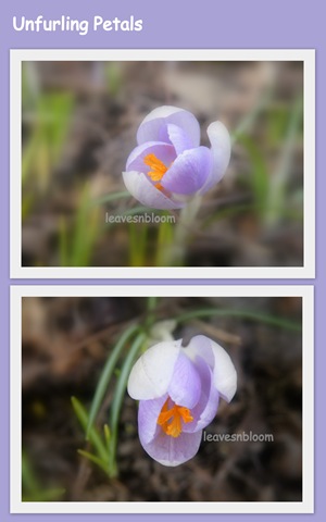 [unfurling petals collage[4].jpg]