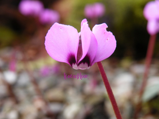[cyclamen coum 1.jpg]