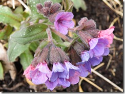 unknown pulmonaria