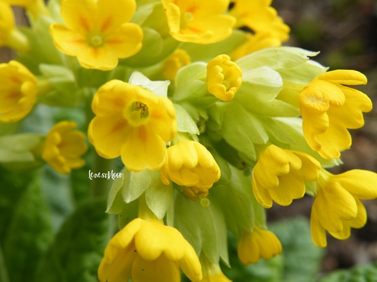 [cowslip1.jpg]