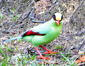 Green Magpie