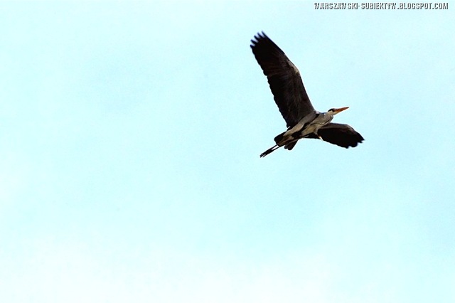 [a-JPG-mlo-2011_033_1[2].jpg]