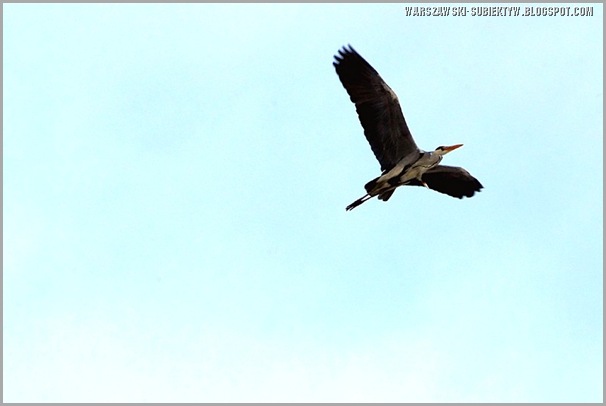 a-JPG-mlo-2011_033_1
