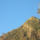 A Tree on the Rock