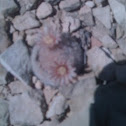 Bokes button cactus