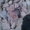 Bokes button cactus