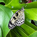 White tree nymph
