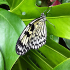 White tree nymph
