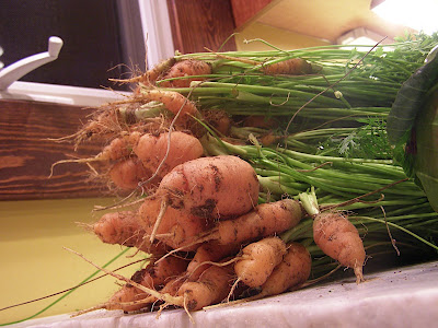 stubby carrots
