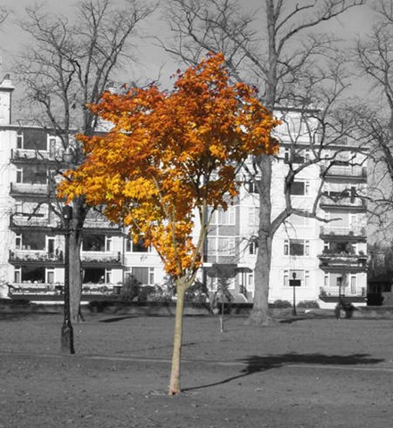 [Autumntree15.jpg]