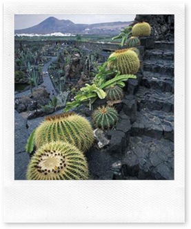 08_ Jard__n de Cactus