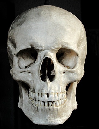 [Cranio-2a[1][8].jpg]