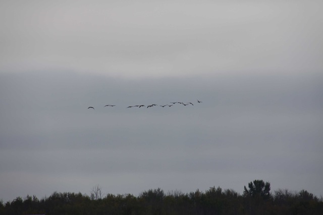 [Geese-1-1[3].jpg]