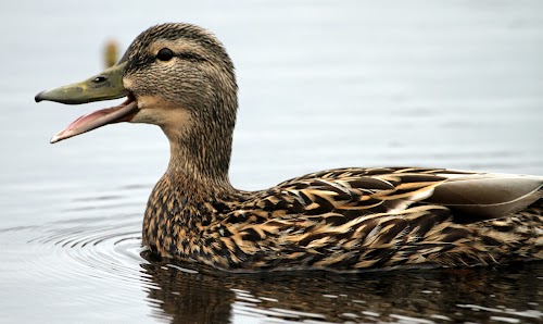 2011-04-11 082446 574.JPG