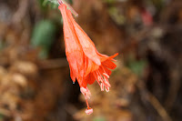 DiabloTrailHike_2010_10_23_119.JPG