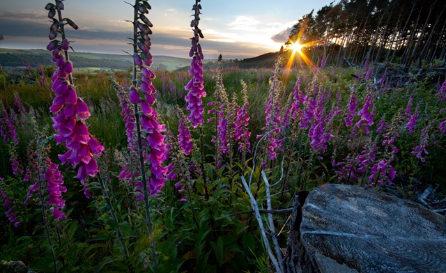 [foxgloves_1965_1000pxl[4].jpg]