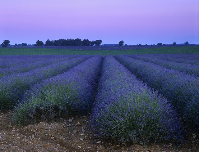 [lavendar-dawn-bed[3].jpg]