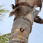 Red-bellied Woodpecker