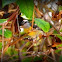 bananaquit