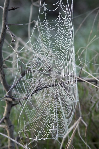 [spiderweb1[7].jpg]