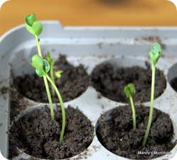 07-03 Broccoli sprouted