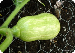 Squash29Aug1 Squash29Aug1