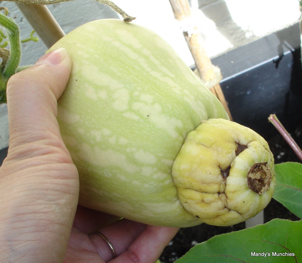 [Squash rotten 21 Aug[4].jpg]