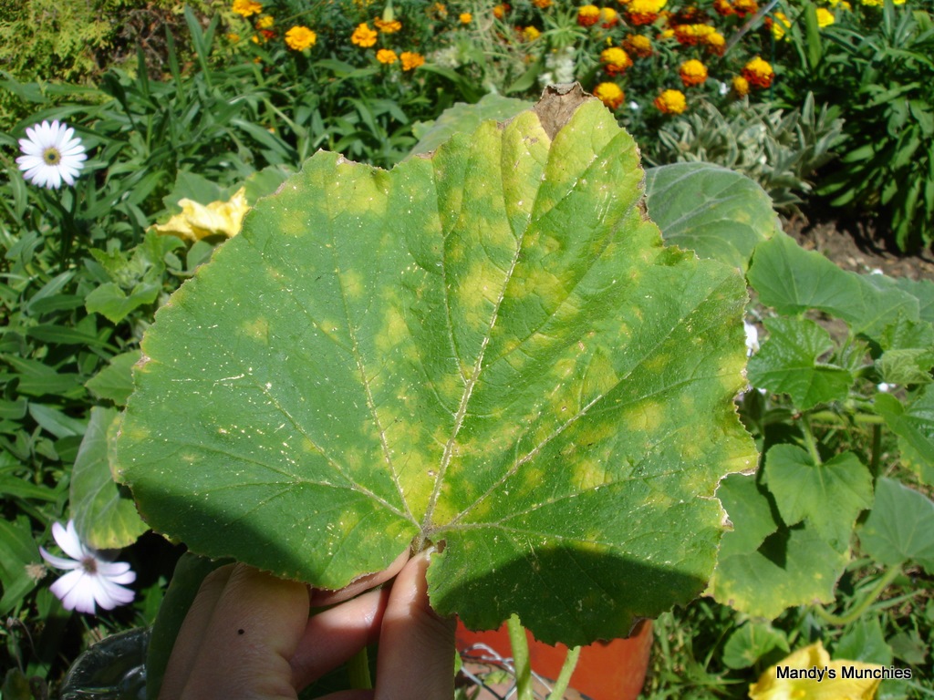 [Squash bad leaves 21 Aug[3].jpg]
