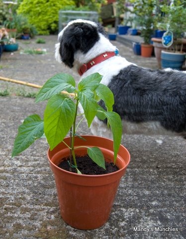 [26-5 Chilli[2].jpg]