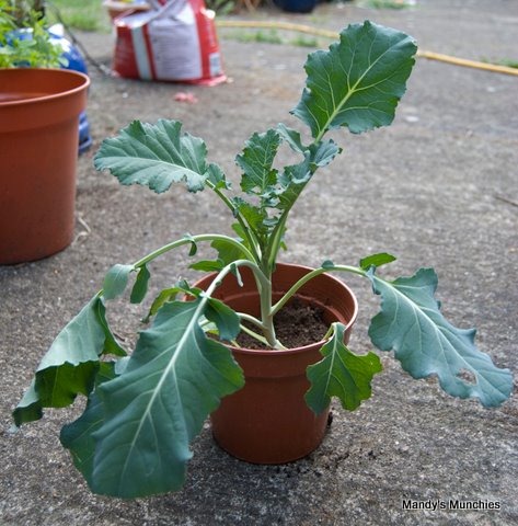 [26-5 Broccoli[2].jpg]