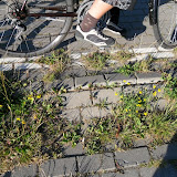 zieleń 4.JPG