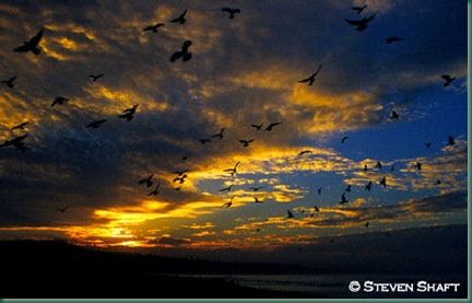 Nuvens e aves Nuvens e aves
