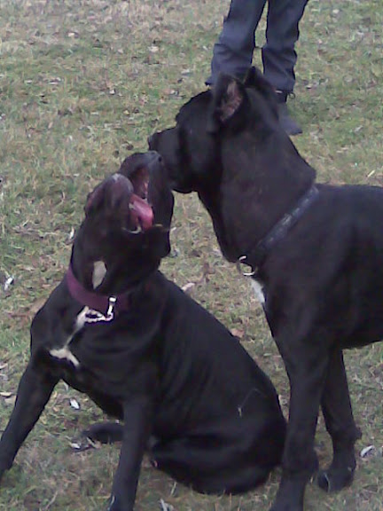 Качена снимка