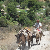 Donkeys making the hideous ascent