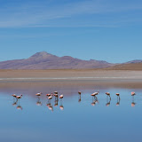 Flamingo mirrors