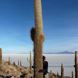 Hippy tree hugging on the Salar is an extreme sport. Ouch !
