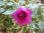 impatiens.jpg