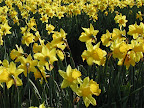 daffodil.jpg