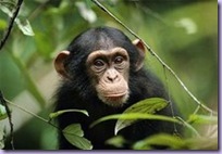 chimp