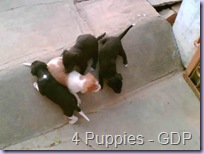 puppies puppies
