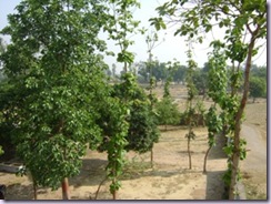 Shivanand Trees