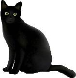 black cat black cat