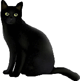 black cat