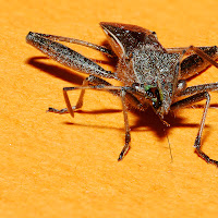 Brown Bug ExDOF-1280.jpg