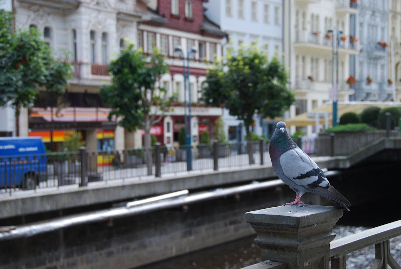 卡洛維瓦利的街道與鴿子。