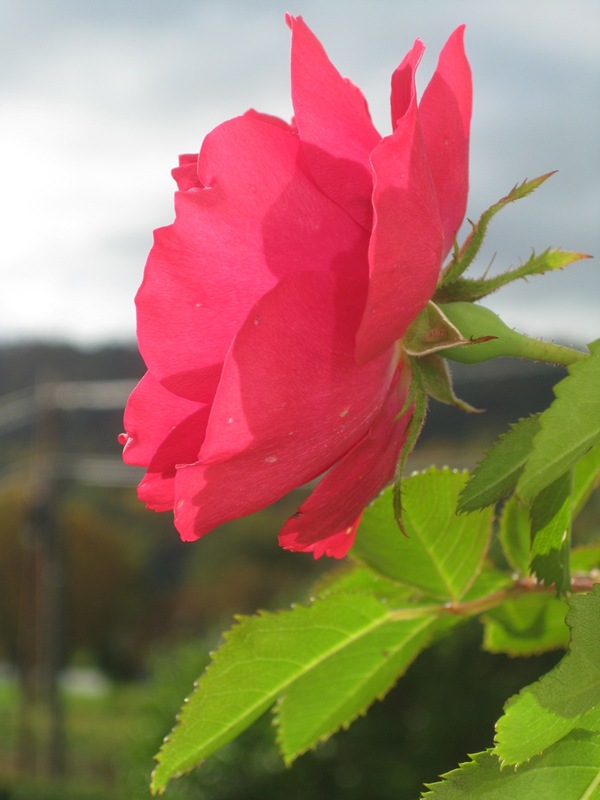 2010-10-12 Rosa Flammentanz fra stuevinduet (3)